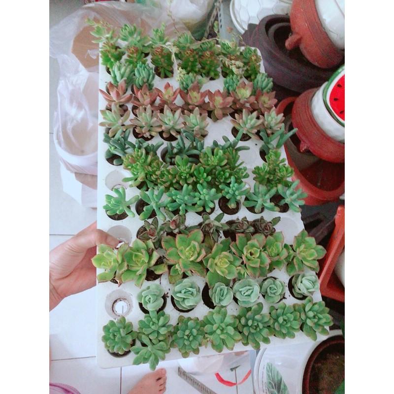 Combo 10 Cây Sen Đá