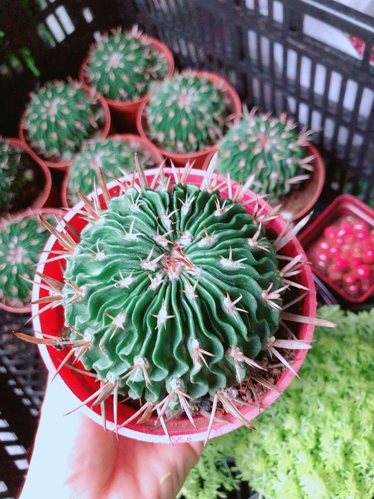 Xương Rồng Trúc Ngọc