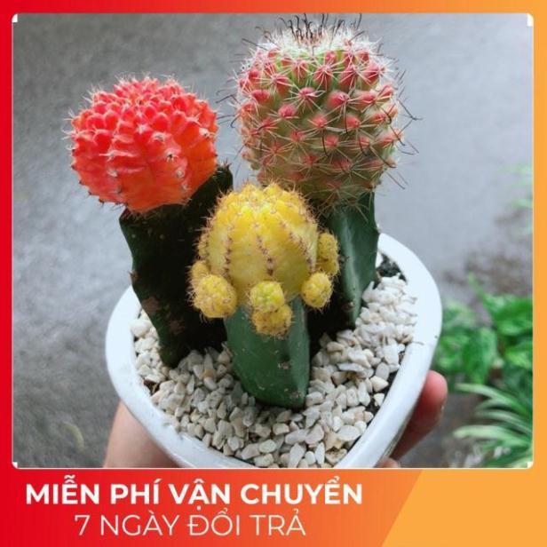 Chậu Xương Rồng Trái Tim