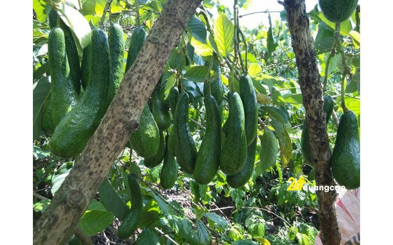 Cây giống BƠ 034 siêu quả