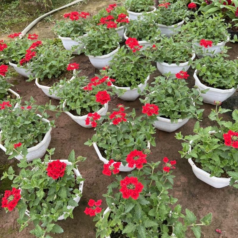 Chậu hoa cúc indo treo dài rủ 15-20cm, cúc nữ hoàng nở rực rỡ đẹp mắt, treo trang trí ban công, sân vườn