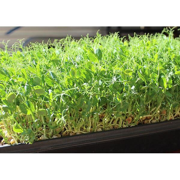 Gói 30 gram hạt giống mầm đậu hà lan