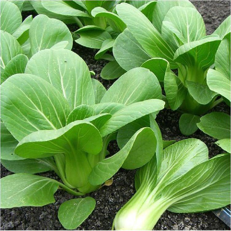 Combo 3 gói Hạt giống rau cải chíp F1