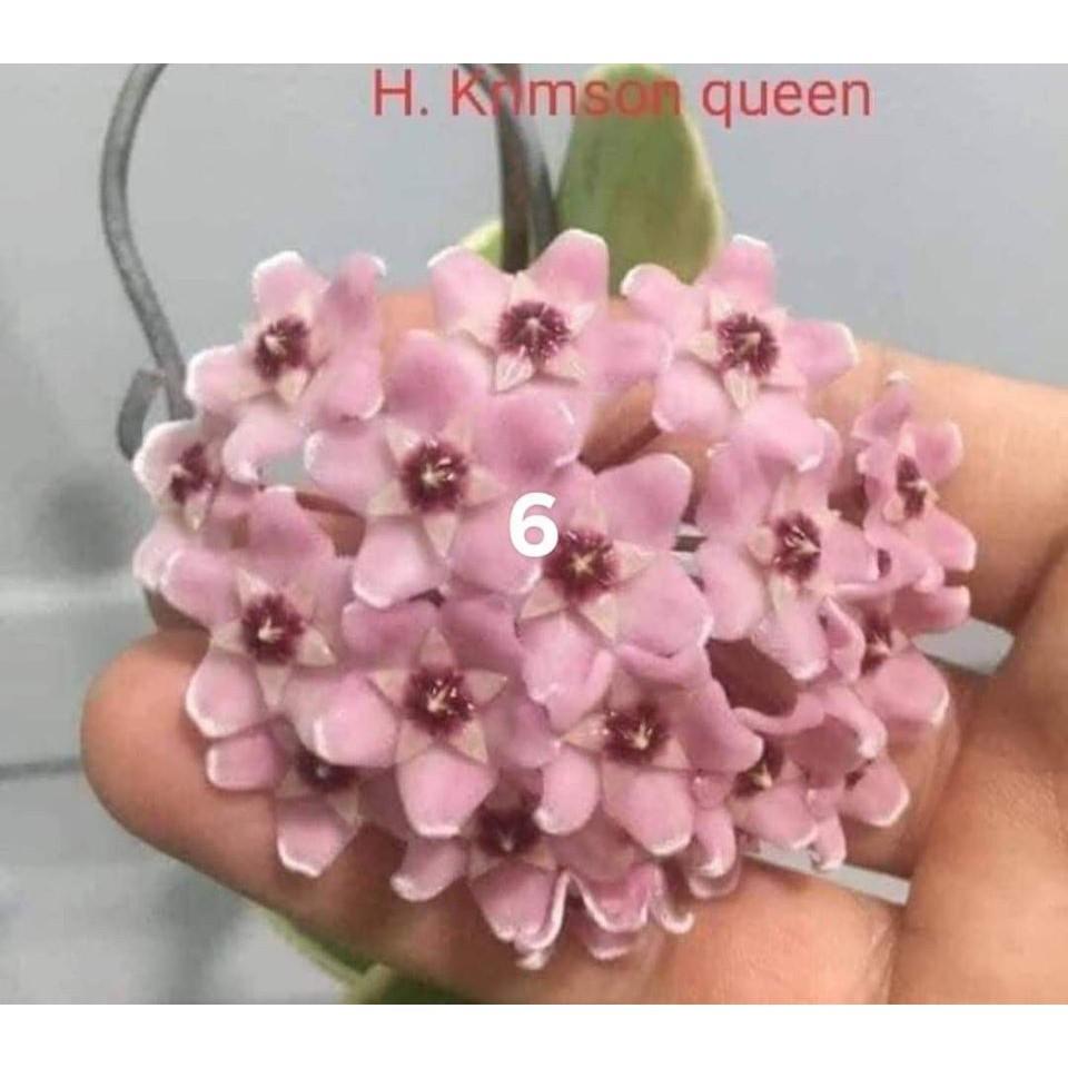 LAN CẦM CÙ ĐỦ MẶT HOA, CÂY TƯƠI ĐẸP GỬI ĐI NGUYÊN BẦU ĐẸP + Tặng 01 cây dâu da đất