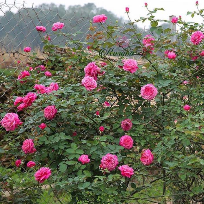 BẦU GIỐNG Hoa hồng cổ Sapa – Hoa hồng rực rỡ xứ Tây Bắc, bầu cây giống hàng dâm cành từ nguyên bản cây mẹ