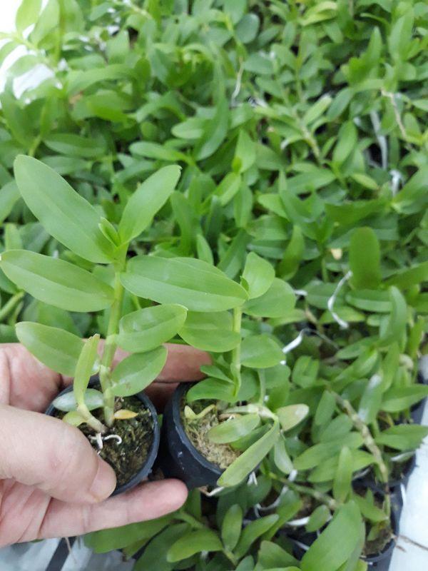 Hoa phong lan phi điệp 5ct phú thọ