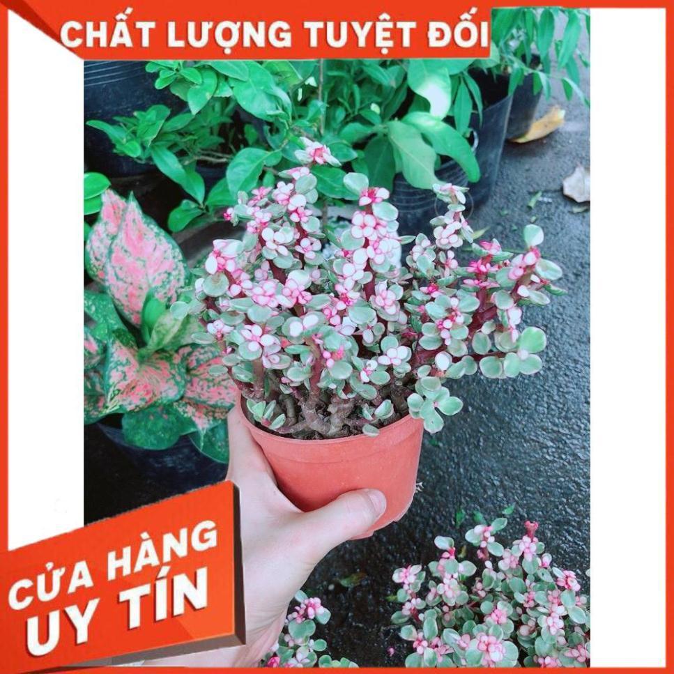 Đô La Hồng Nhiều Người Mua