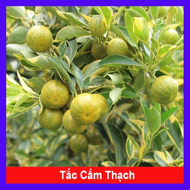 Cây Tắc Cẩm Thạch - cây cảnh để bàn + tặng phân bón cho cây