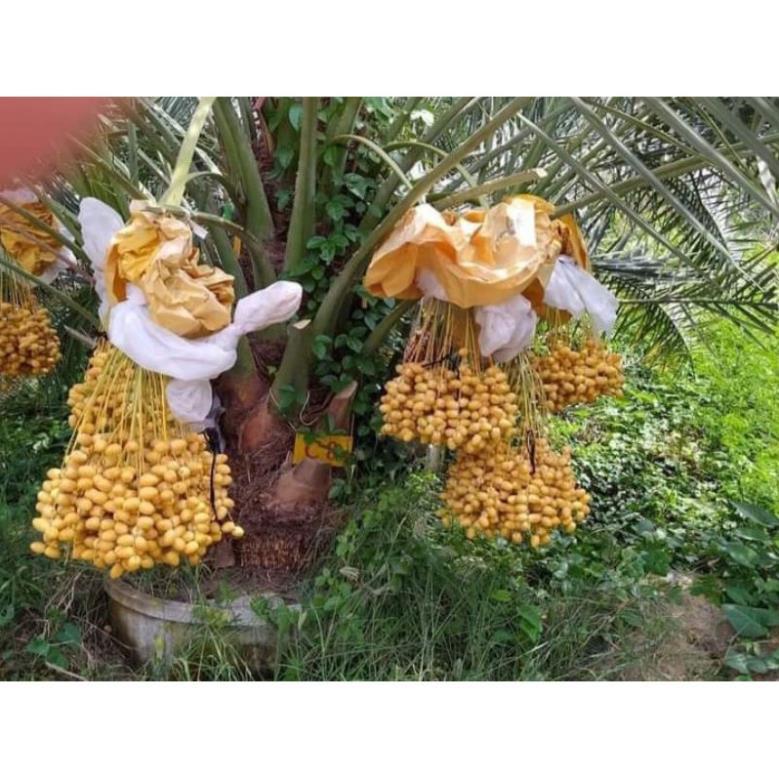 Cây Giống Chà Là Thái Siêu Quả