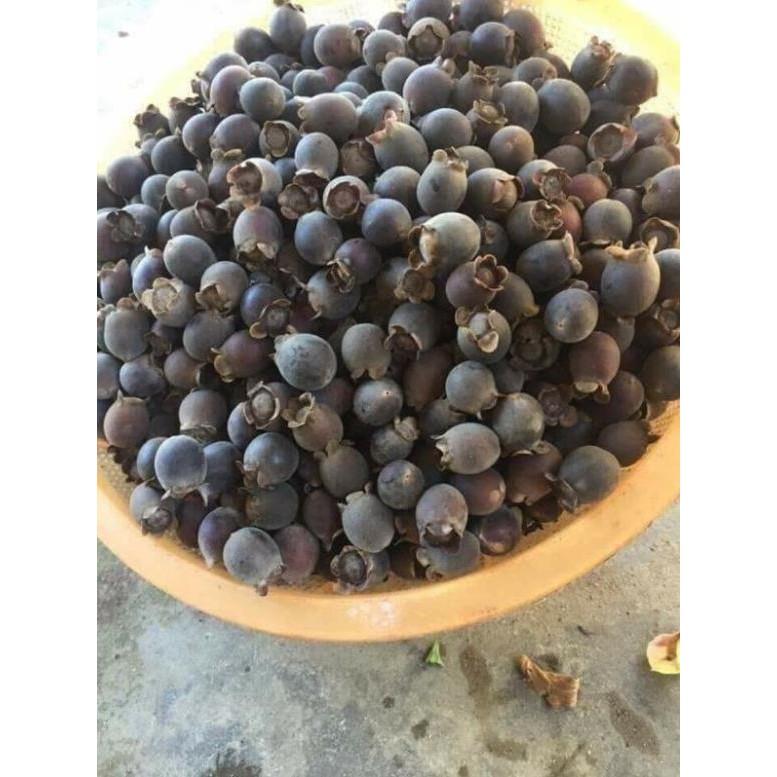 Sim ăn quả cây nhỡ