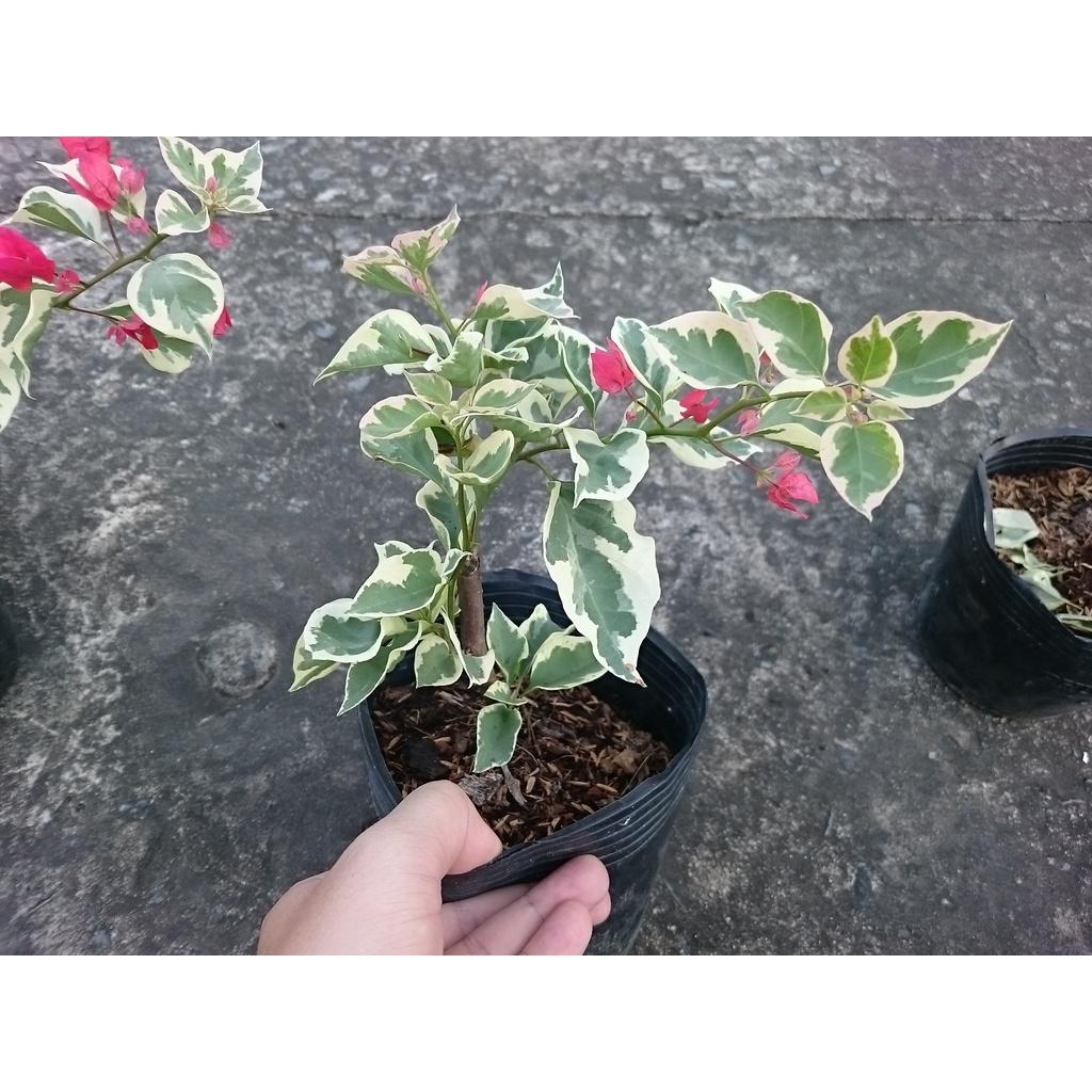 Cây hoa giấy cẩm thạch - cây cảnh để bàn + tặng phân bón cho cây