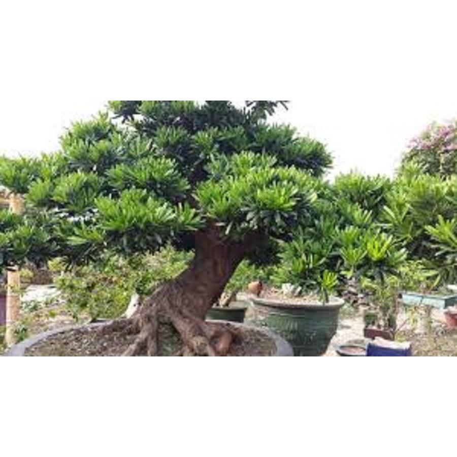 CÂY GIỐNG TÙNG LA HÁN - CÂY NHỎ