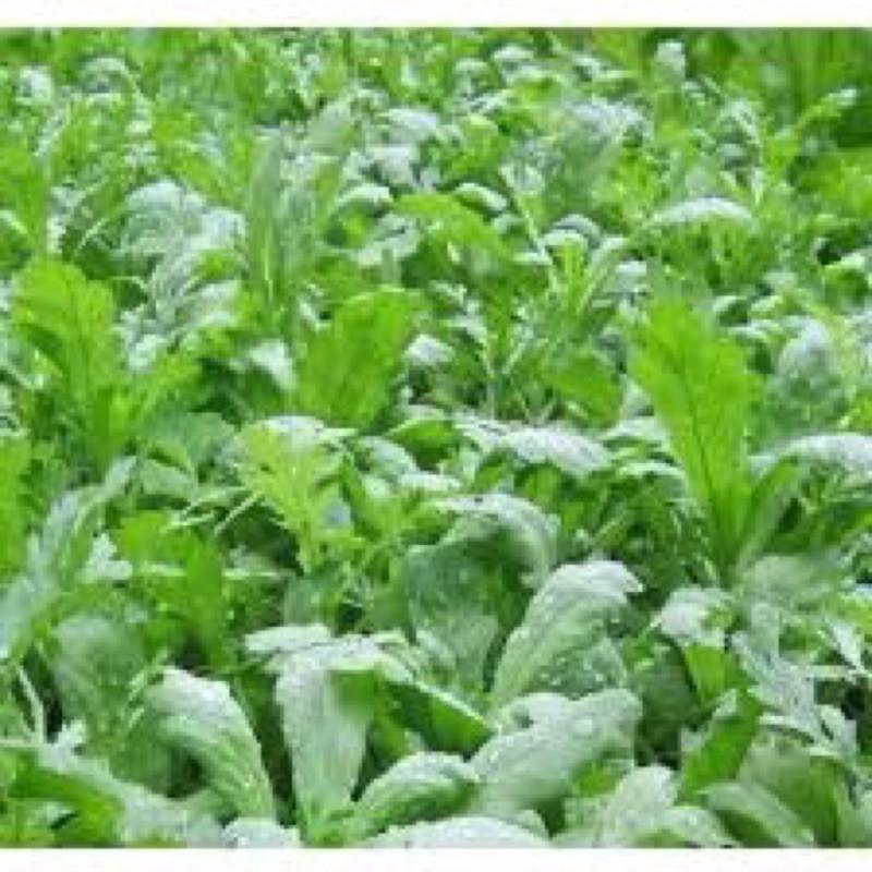 HẠT GIỐNG CẢI CÚC NẾP