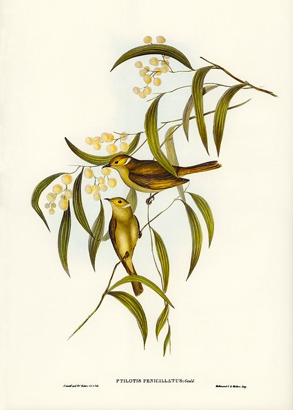 Tranh canvas vintage  - Chim ăn mật (Ptilotis penicillatus) - BVT-79