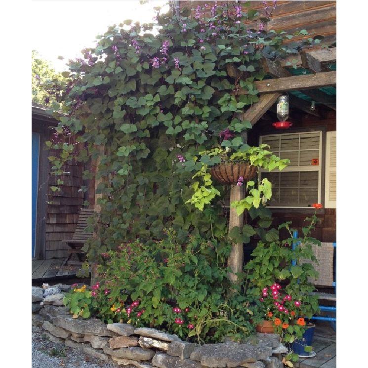 Hạt Giống Đậu Ván Tím F1 - 5hạt/gói