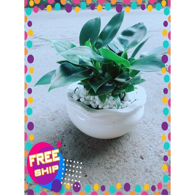 Chậu Trầu Bà Đế Vương