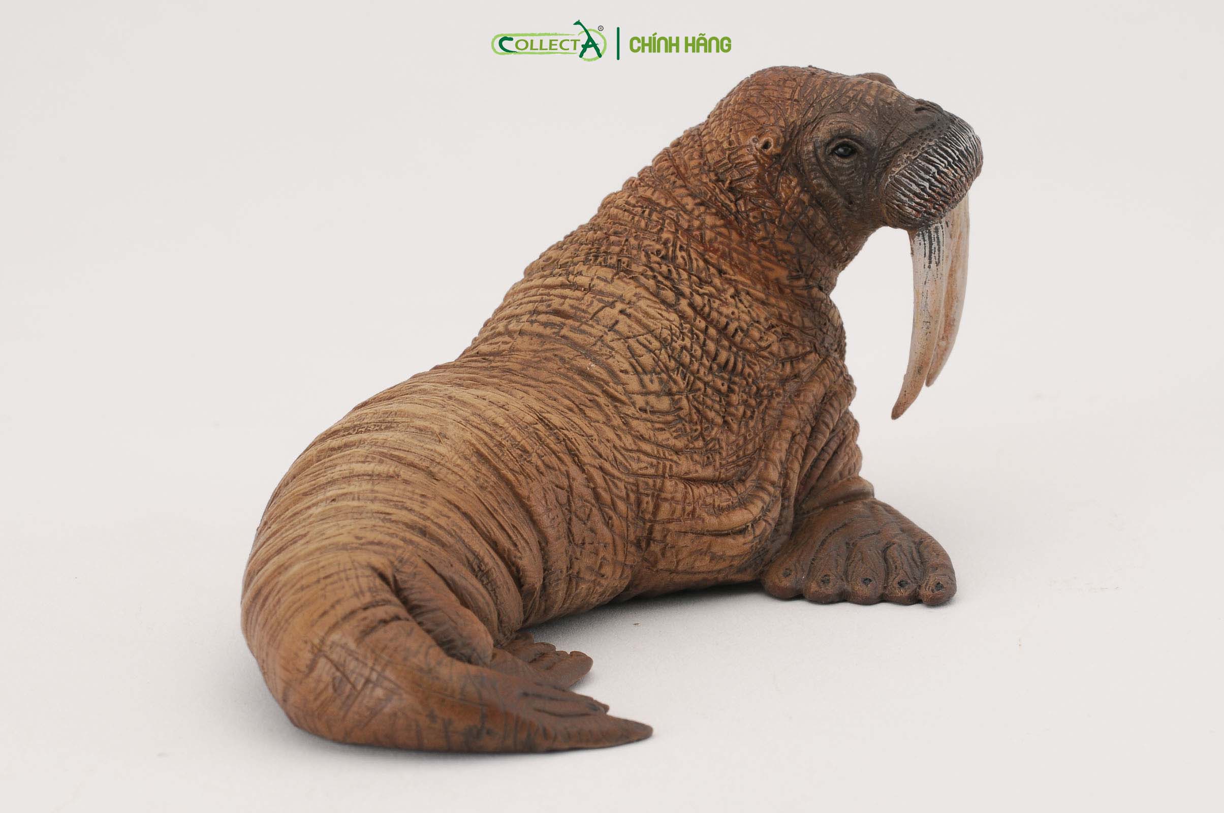 Mô hình thu nhỏ: Voi Biển - Walrus , hiệu: CollectA, mã HS 9652110[88569] -  Chất liệu an toàn cho trẻ - Hàng chính hãng