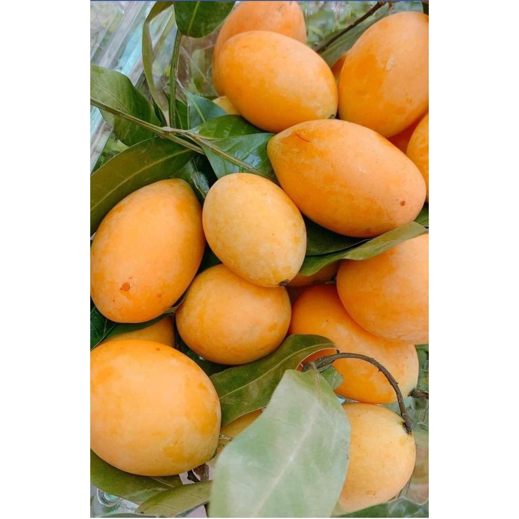 CÂY GIỐNG THANH TRÀ THÁI
