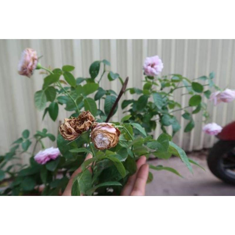 Xử lý nấm Bách bệnh Anhet 75wp, Thối nhũn cây con, phấn trắng, rỉ sắt, thán thư, mốc sương