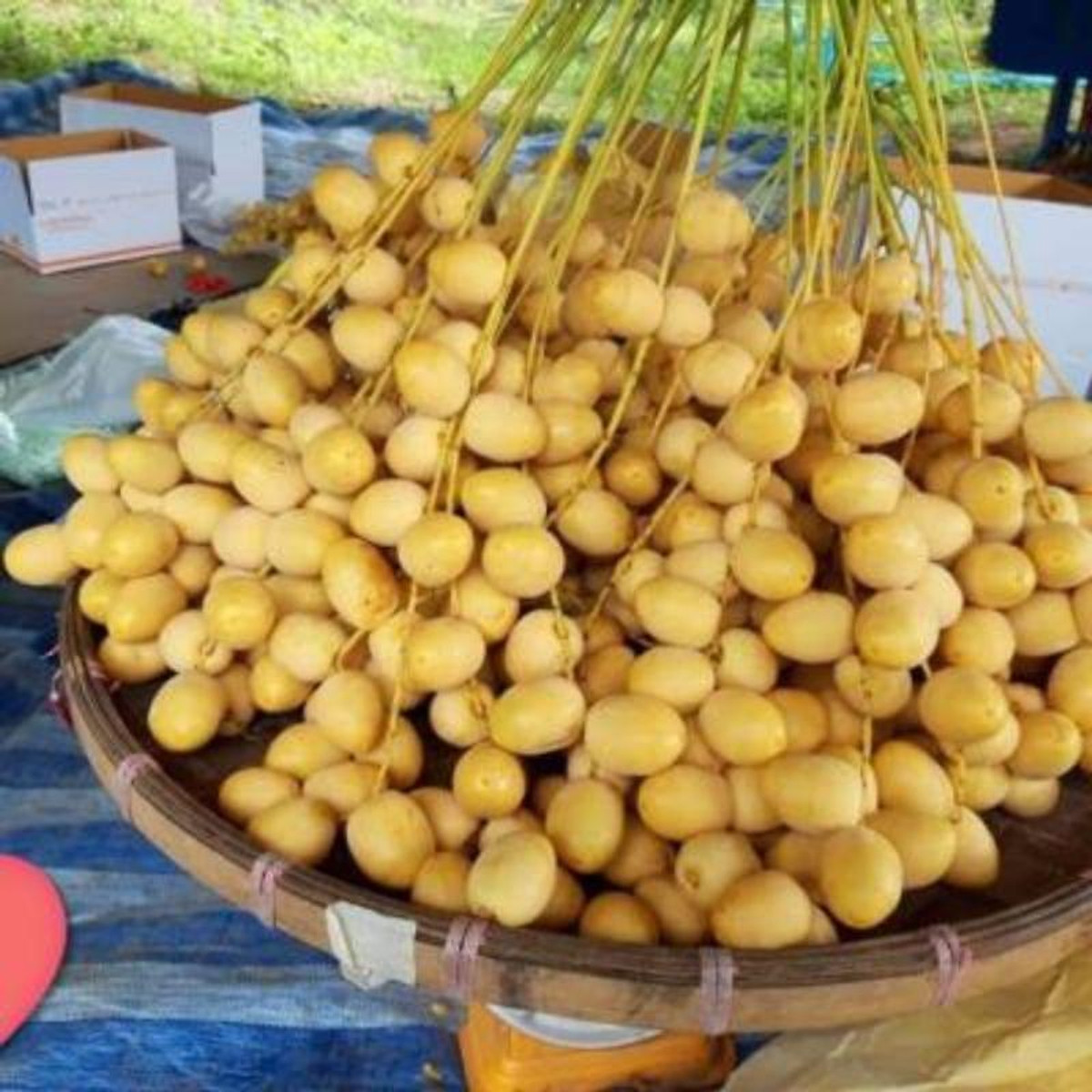 Cây Chà Là Barhee