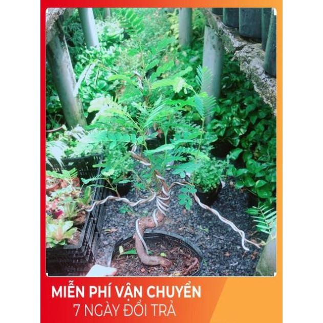 Cây Me Bonsai