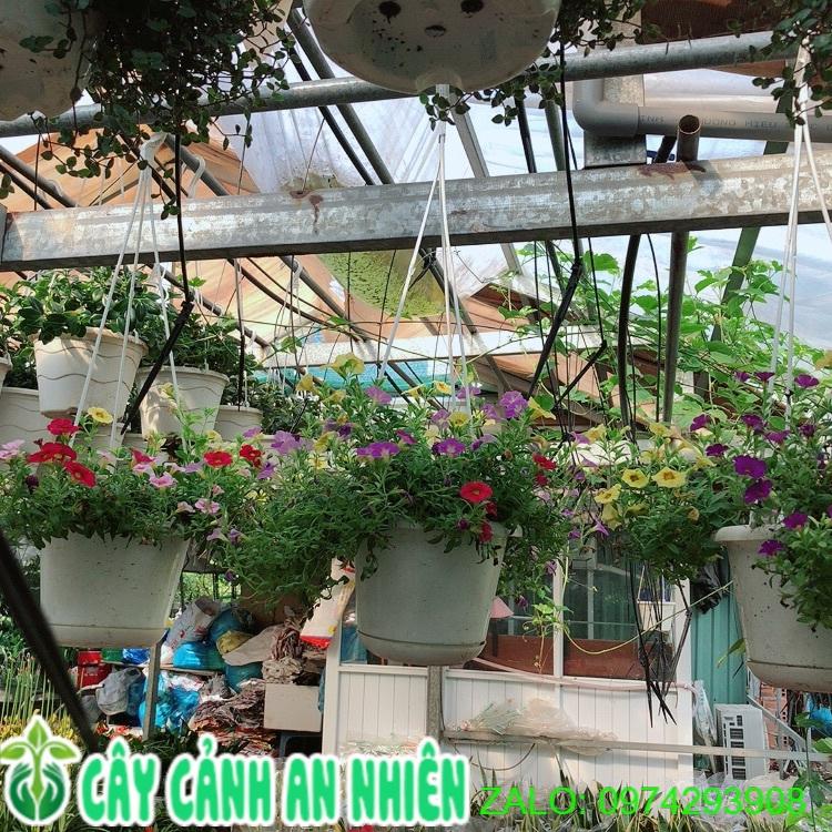 Chậu Cây Triệu Chuông