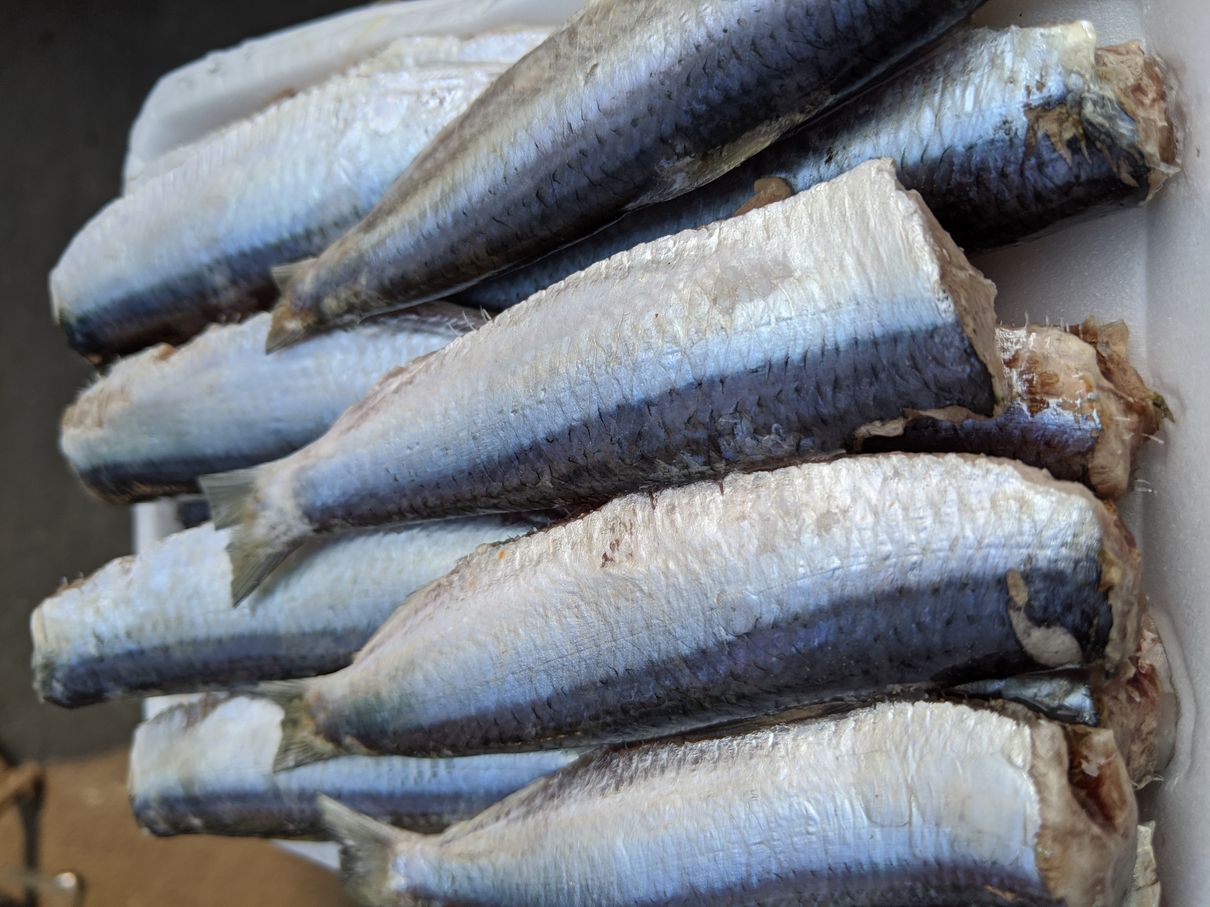 CÁ TRÍCH TƯƠI - 0.5kg