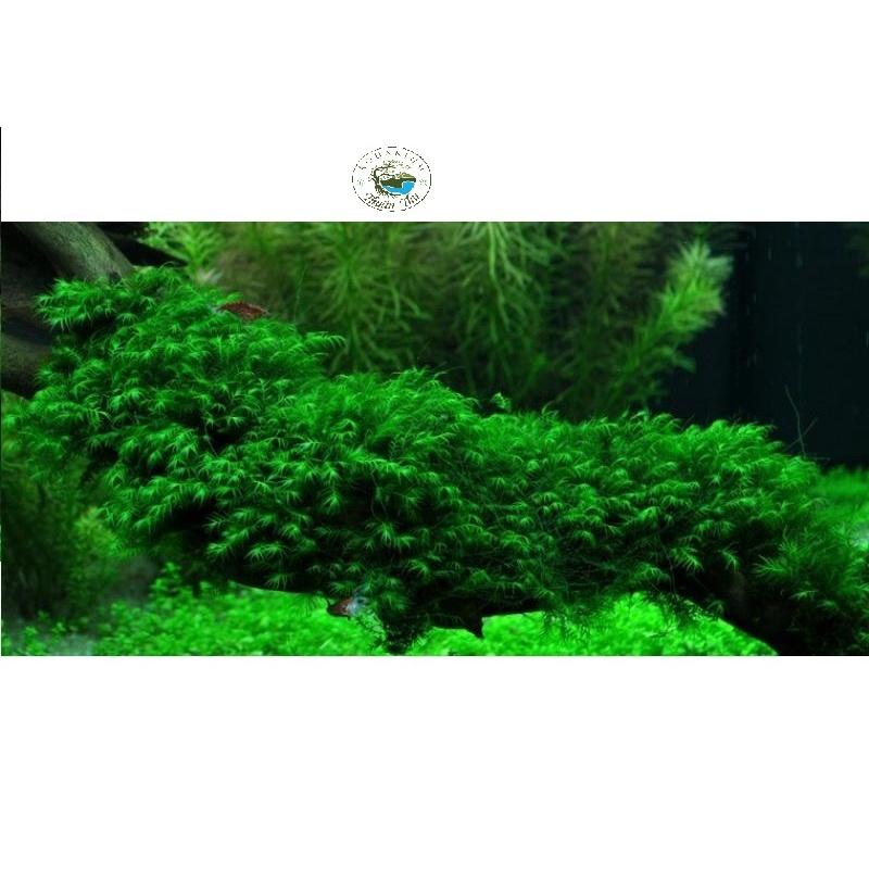 Rêu Us Fiss - Phoenix Moss _ Rêu thủy sinh trang trí