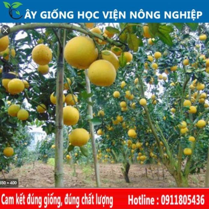 Sản phẩm Cây Ăn Trái cây giống bưởi diễn