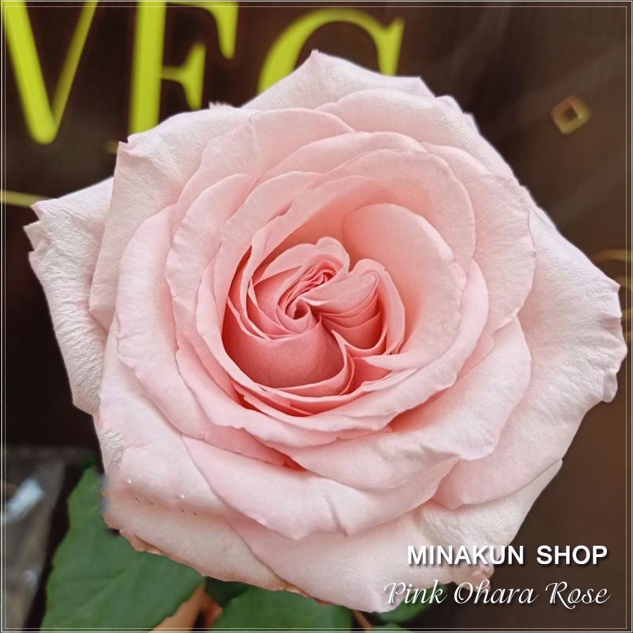 Hoa hồng ngoại Pink Ohara bông to siêu thơm