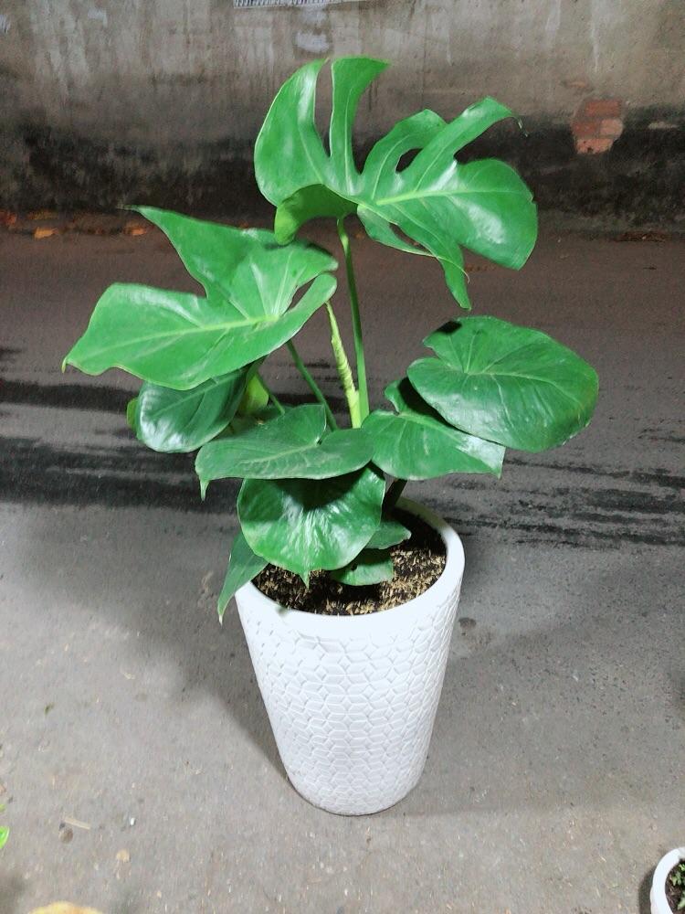 Chậu Cây Trầu Bà Lá Rách