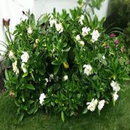 BẦU CÂY GIỐNG HOA BẠCH THIÊN HƯƠNG