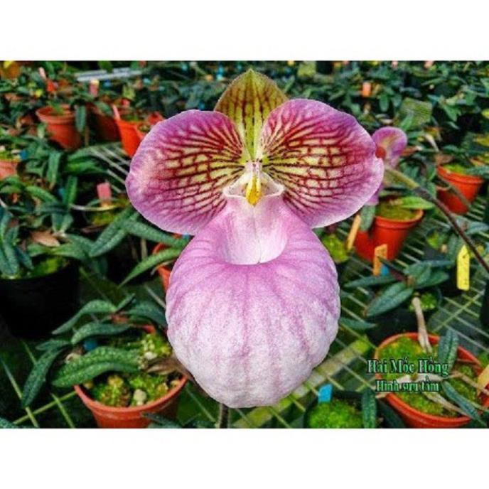 COMBO 10 CÂY LAN HÀI MỐC HỒNG RỪNG TÂY BẮC, HOA NỞ DỊP TẾT