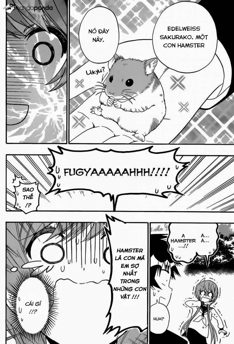 nisekoi - tình yêu giả tạo chapter 142 14