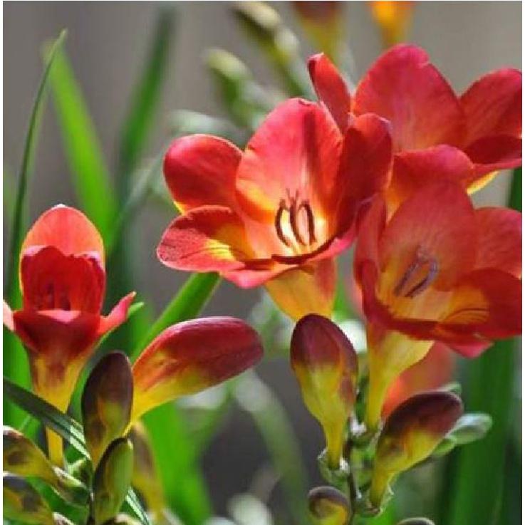 Combo 3 Củ giống hoa lan nam phi hoa màu đỏ,