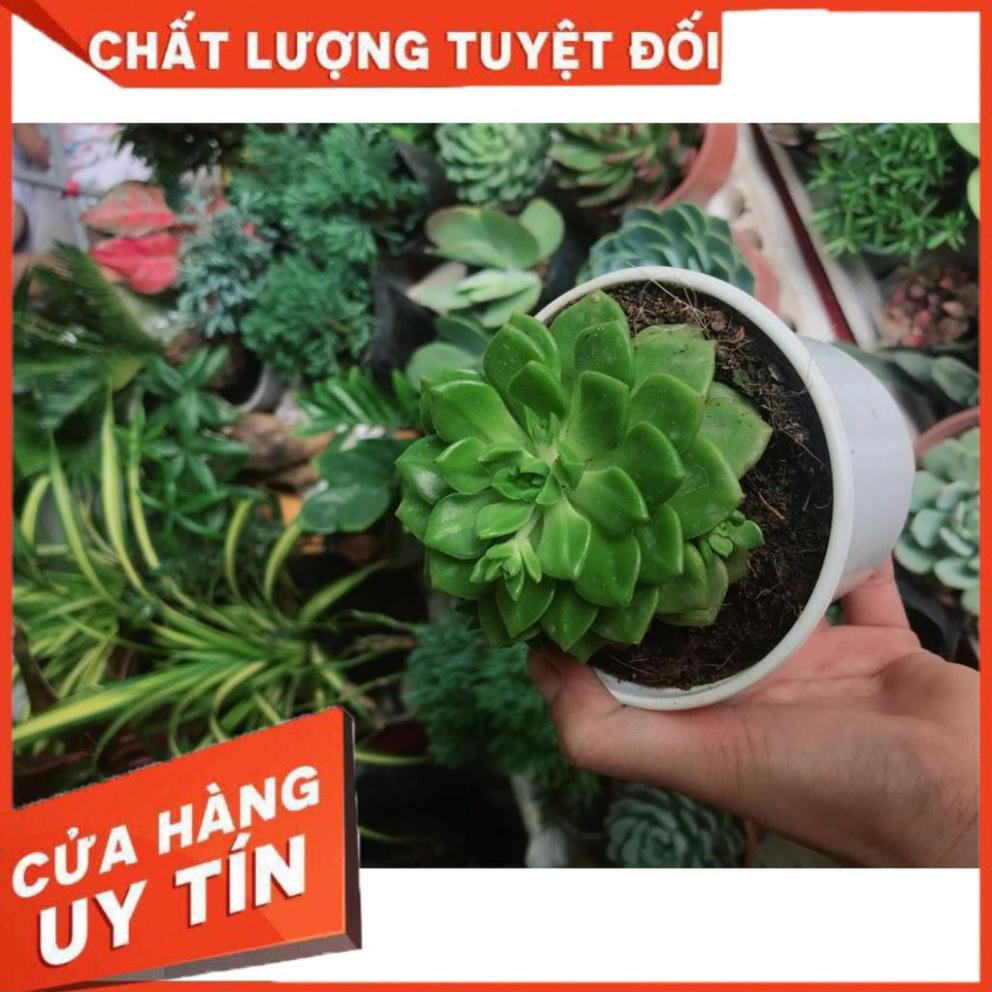 Combo 10 cây sen trung Nhiều Người Mua