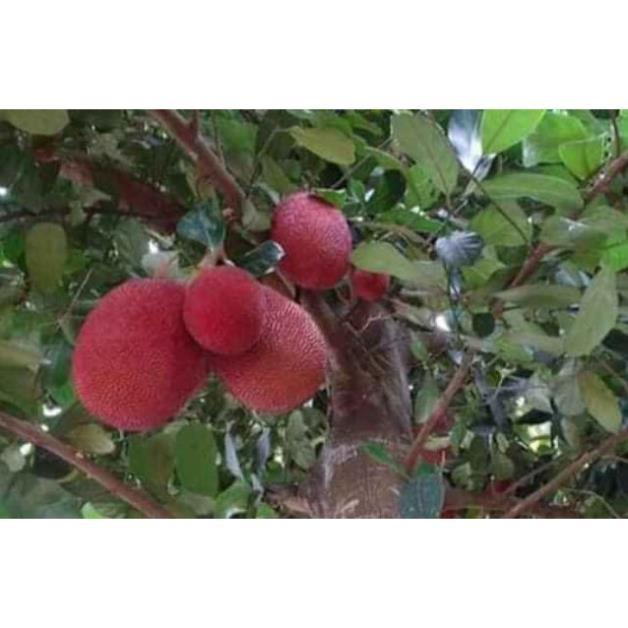 Cây mít đỏ, ruột đỏ chuẩn giống
