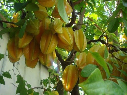Cây giống Khế Chua TRỒNG CHẬU [ CÂY ĐẸP ĐANG RA BÔNG] ( Siêu trái, siêu sớm ).