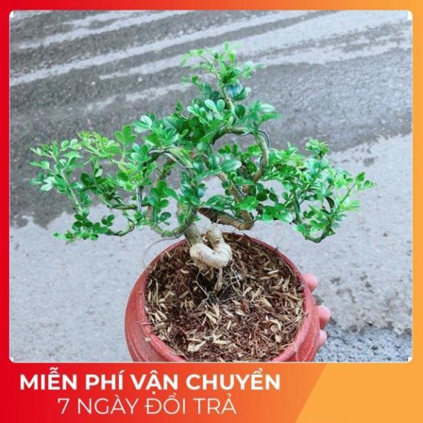 Chậu Cây Cần Thăng