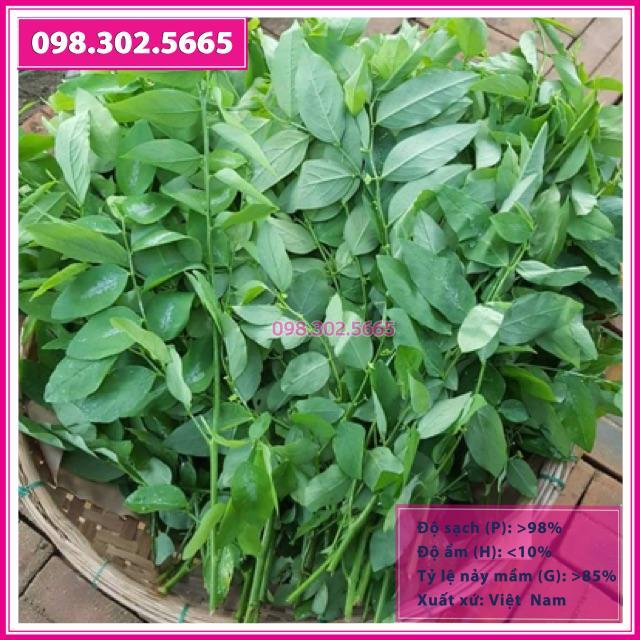 Hạt giống rau ngót