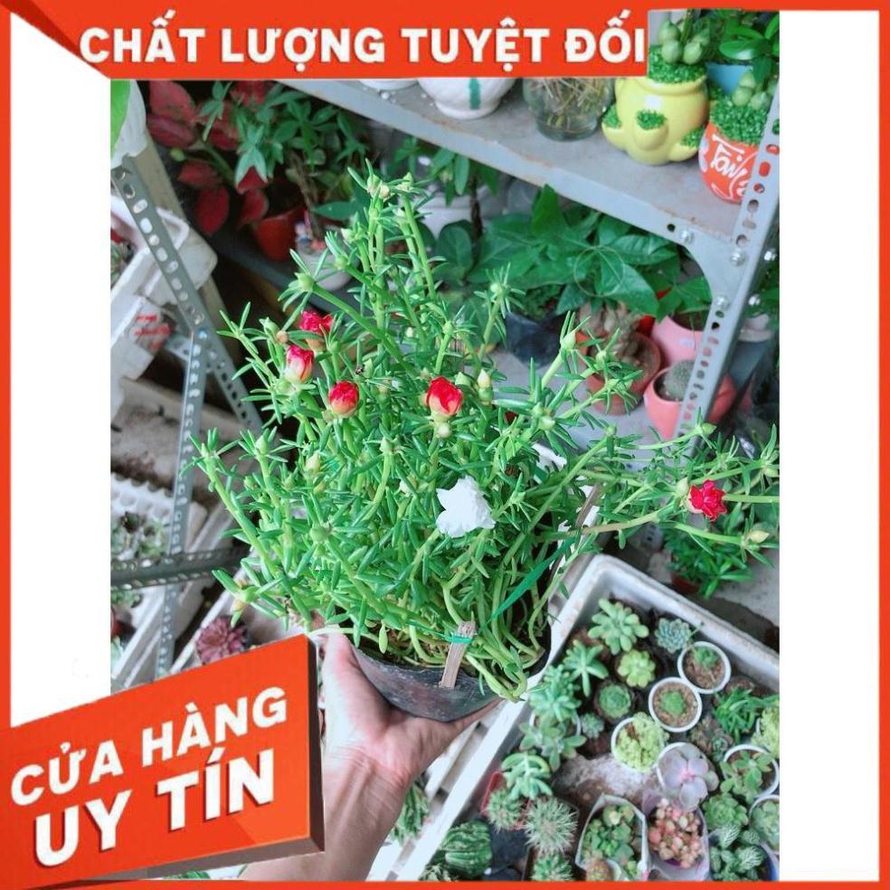 Hoa 10 Giờ Đẹp