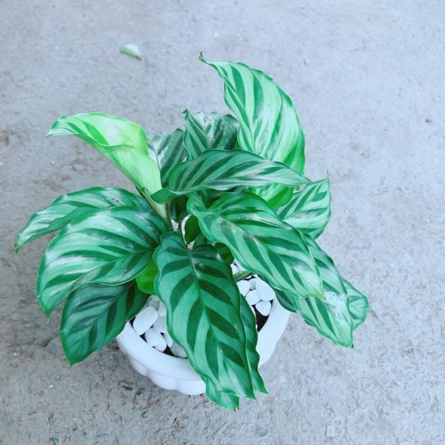 Chậu Đuôi Công Xanh