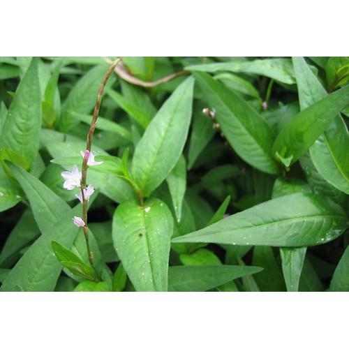 CHẬU CÂY RAU RĂM,CHẬU CÂY RAU RĂM-