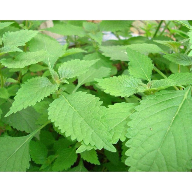 Hạt giống Kinh giới 11