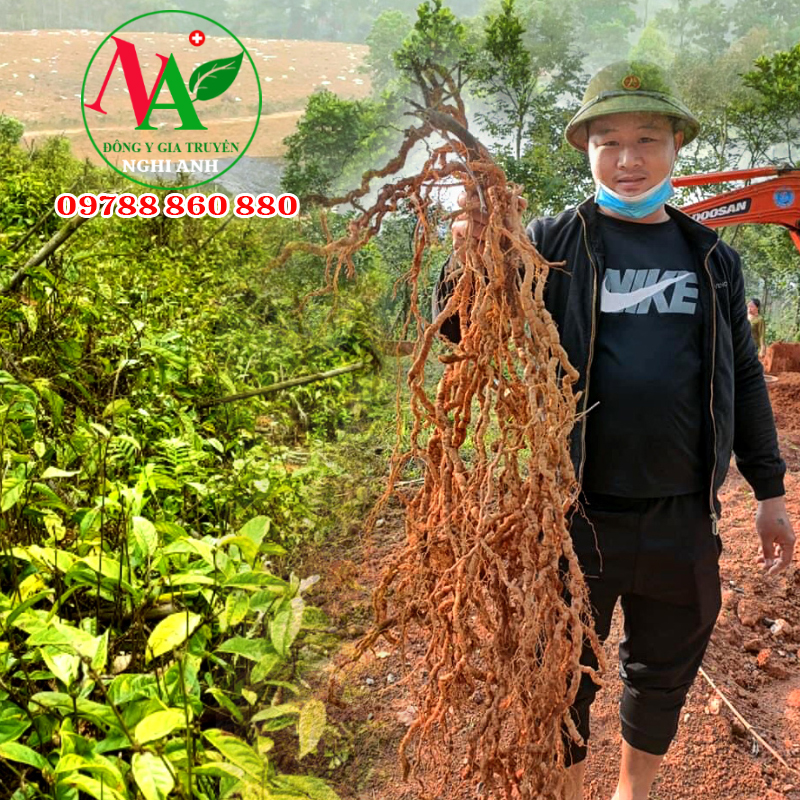 Ba kích tím khô sao vàng hạ thổ Đông Y Nghi Anh 200gr bổ thận tráng dương tốt cho xương khớp