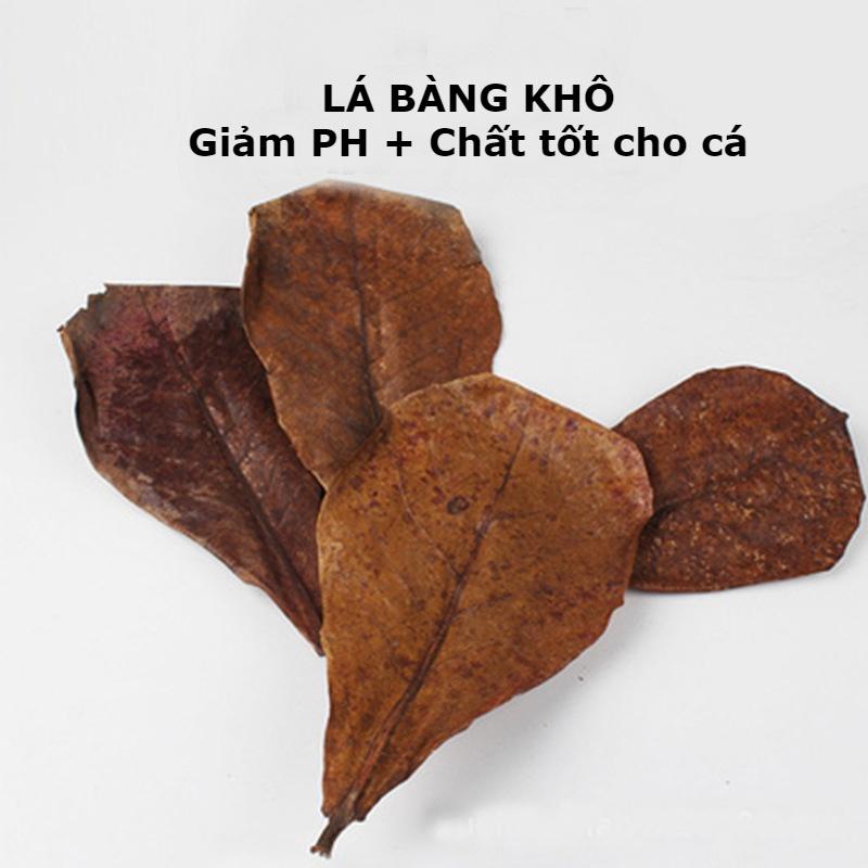 Lá bàng khô giành cho bể cá cảnh: la hán, cá rồng, cá đĩa... tạo môi trường nước lý tưởng amazon