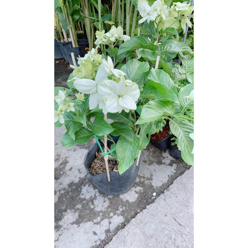 Cây Hoa Én Trắng Lớn