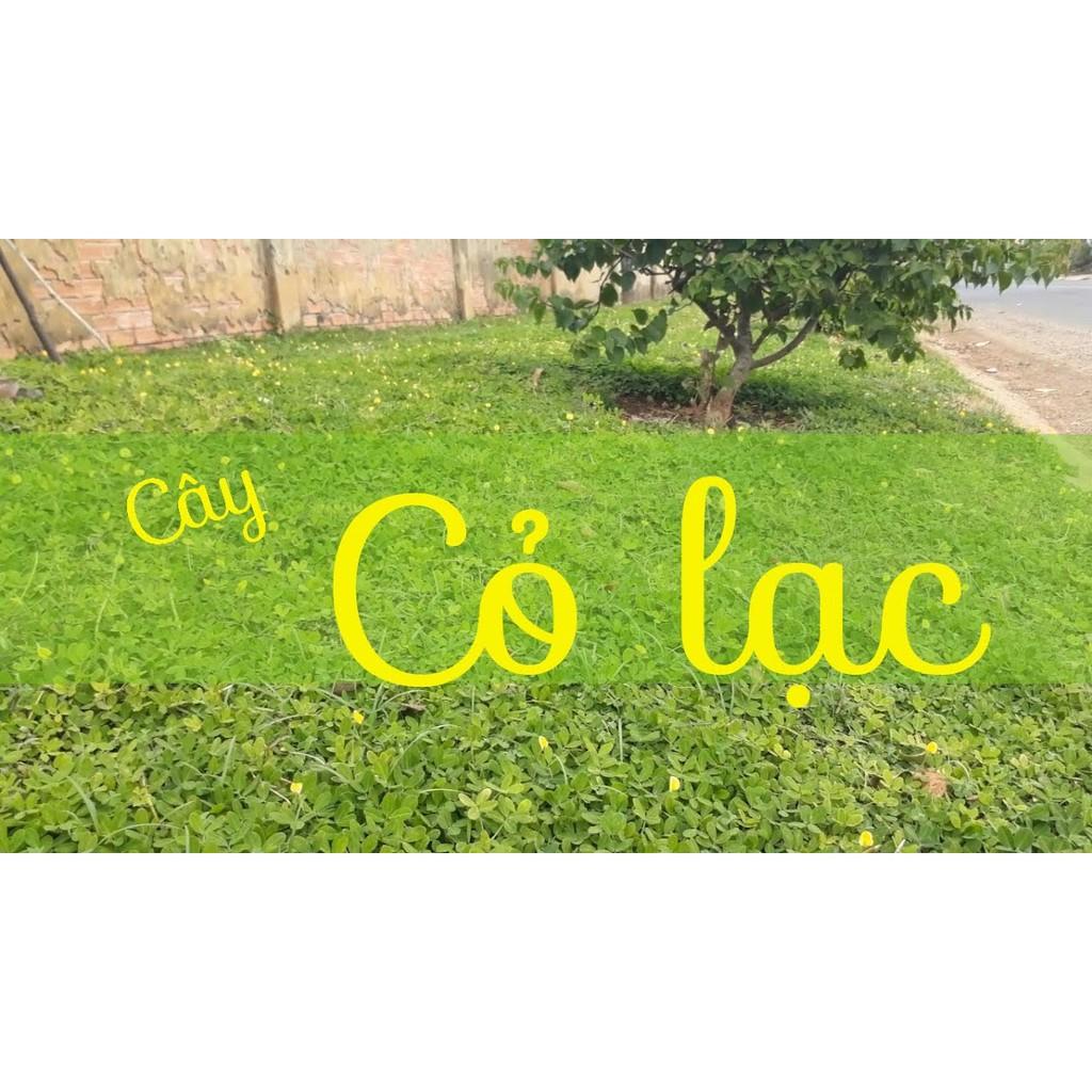 Hạt Cỏ Thảm Lạc Dại 50g - Khoảng 300 hạt