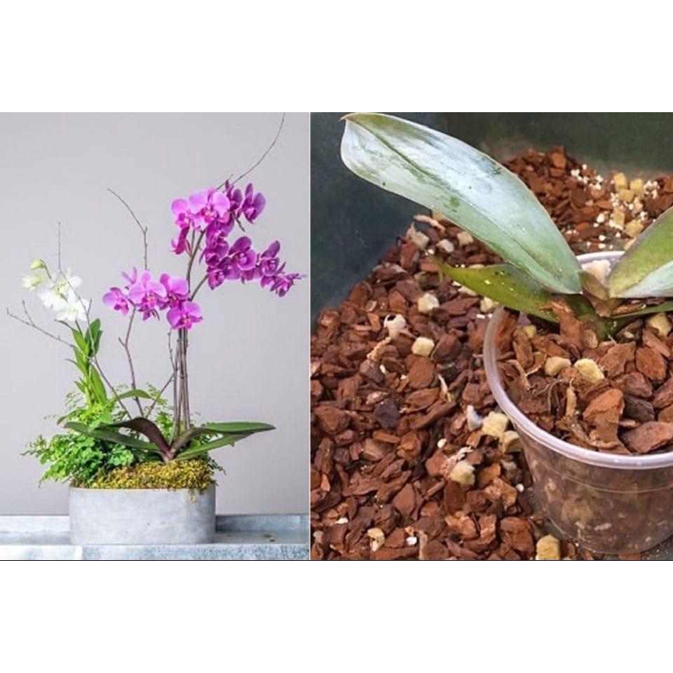 Gói 1kg Vỏ thông mài cạnh đều đẹp Size 4x5cm trang trí chậu cảnh, đã xử lý nấm mốc - Anh nông dân chính hiệu