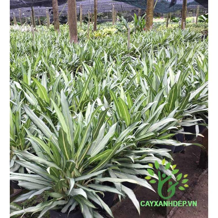 CHẬU CÂY GIỮ TIỀN